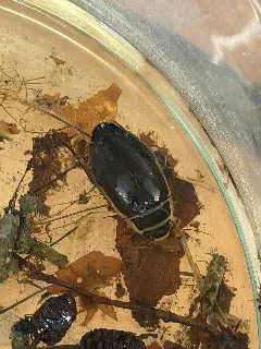 Terénní výuka zoologie